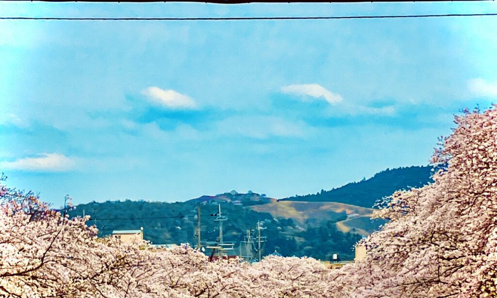 tea tearoom teaceremony　奈良　茶道　体験　nara 三五夜　さんごや　三五屋　茶会　茶室　隠れ家　にじり口　炭　風炉　掛軸　茶道具　JR奈良駅　駅前　月釜　徒歩圏内　奈良県　奈良市　三網田　濃茶　薄茶　続き薄　茶道具　茶道具販売　8月　葉月　八月　　広間　夏　観光　奈良新名所　奈良県　伝統文化　日本文化　少人数制　小寄せ　ゆったり　濃茶　薄茶　各服点て　上生菓子　干菓子　JR奈良駅　駅前　牧田旬加　出張料理人　出張料理　京料理　割烹　カウンター　懐石料理　膳　椀物　一献　料理教室　素麺　そうめん　三輪そうめん　三輪素麺　にゅうめん　柿の葉寿司　　寿司　奈良名産　名産品　奈良土産　食材　地元　月釜　茶会　小寄せ茶会　小間　にじり口　本格的　茶道　茶の湯　茶事　　茶道具　薄茶器　奈良道具　　練香　和菓子　上生菓子　パンプキンプリン　限定カフェ　隠れ家カフェ　予約制　カウンター席　カウンター　パン　抹茶　奈良　なら　nara　三五夜　三五屋　さんごや　sangoya　隠れ家　サロン　茶の湯　茶道　煎茶道　煎茶道体験　煎茶道教室　教室　和の稽古　お稽古　習い事　茶会　月釜　濃茶　各服点て　薄茶　上生菓子　干菓子　和菓子　ほっこり　のんびり　奈良の秘密スポット　JR奈良　奈良駅　旧奈良駅駅舎　駅前　駅近　徒歩2分　徒歩圏内　古民家　古民家リノベーション　改装　和室　大正レトロ　レトロモダン　料亭　茶室　にじり口　小間　広間　座敷　茶事　表千家茶道　表千家茶道教室　古典　奈良市三条町　伝統　茶道具　　アフターコロナ　感染予防対策　ワクチン接種済　ワクチン接種証明　　香会　雅楽　日本舞踊　個別レッスン　初心者歓迎　堂後茶道教室　堂後宗邑　ならまち　奈良町　表千家　表千家茶道教室　 月釜　茶会　小寄せ茶会　小間　にじり口　本格的　茶道　茶の湯　茶事　正午の茶事　茶事教室　寄付き　出会い　蹲踞　蹲　炭点前　初炭　点前　盆香合　タイ王室　羅国　香木　五味六国　沈香　高台寺蒔絵　炉縁　抱清棚　八寸　千鳥　千鳥の盃　懐石料理　本懐石　盃事　大講堂釜　炉　名残　にじり口　牧田旬加　料理人　和食　出張料理　間借り　割烹　台所方　包丁方　料理方　　初釜　雑煮　白味噌雑煮　料亭　美味しい　正月　初詣　奈良の正月　夜咄　二月　冬の茶事 いけばな　生け花　華道　華道教室　いけばな教室　生け花教室　山村御流　円照寺　雲龍梅　ウンリュウバイ　三光松　サンコウマツ　レッドウィロー　椿　ツバキ　つばき　雪月花　五葉松　ゴヨウマツ　千両　千両　梅ズワエ　ずわい　梅　仏手柑　柿　隼人瓜　ハヤトウリ　吉祥草　キッショウソウ　苫朴　生駒敦　生駒瓢　華道家　アーティスト　フラワーワレンジメント　フラワーアーティスト　　正月　新春　初釜　雑煮　お雑煮　白味噌　初詣　春日大社　東大寺　奈良の神社　奈良の寺　令和八年　2026年　午年　春　弥生　若草山　佐保川　佐保姫　桜　さくら　花見　雛祭り　ひなまつり