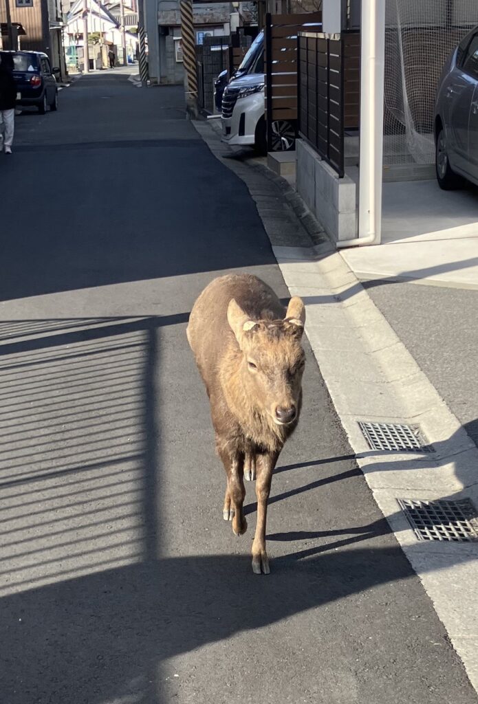tea tearoom teaceremony 奈良 茶道 体験 nara 三五夜 さんごや 三五屋 茶会 茶室 隠れ家 にじり口 炭 風炉 掛軸 茶道具 JR奈良駅 駅前 月釜 徒歩圏内 奈良県 奈良市 三網田 濃茶 薄茶 続き薄 茶道具 茶道具販売 8月 葉月 八月 広間 夏 観光 奈良新名所 奈良県 伝統文化 日本文化 少人数制 小寄せ ゆったり 濃茶 薄茶 各服点て 上生菓子 干菓子 JR奈良駅 駅前 牧田旬加 出張料理人 出張料理 京料理 割烹 カウンター 懐石料理 膳 椀物 一献 料理教室 素麺 そうめん 三輪そうめん 三輪素麺 にゅうめん 柿の葉寿司 寿司 奈良名産 名産品 奈良土産 食材 地元 月釜 茶会 小寄せ茶会 小間 にじり口 本格的 茶道 茶の湯 茶事 茶道具 薄茶器 奈良道具 練香 和菓子 上生菓子 パンプキンプリン 限定カフェ 隠れ家カフェ 予約制 カウンター席 カウンター パン 抹茶 奈良 なら nara 三五夜 三五屋 さんごや sangoya 隠れ家 サロン 茶の湯 茶道 煎茶道 煎茶道体験 煎茶道教室 教室 和の稽古 お稽古 習い事 茶会 月釜 濃茶 各服点て 薄茶 上生菓子 干菓子 和菓子 ほっこり のんびり 奈良の秘密スポット JR奈良 奈良駅 旧奈良駅駅舎 駅前 駅近 徒歩2分 徒歩圏内 古民家 古民家リノベーション 改装 和室 大正レトロ レトロモダン 料亭 茶室 にじり口 小間 広間 座敷 茶事 表千家茶道 表千家茶道教室 古典 奈良市三条町 伝統 茶道具 アフターコロナ 感染予防対策 ワクチン接種済 ワクチン接種証明 香会 雅楽 日本舞踊 個別レッスン 初心者歓迎 堂後茶道教室 堂後宗邑 ならまち 奈良町 表千家 表千家茶道教室 月釜 茶会 小寄せ茶会 小間 にじり口 本格的 茶道 茶の湯 茶事 正午の茶事 茶事教室 寄付き 出会い 蹲踞 蹲 炭点前 初炭 点前 盆香合 タイ王室 羅国 香木 五味六国 沈香 高台寺蒔絵 炉縁 抱清棚 八寸 千鳥 千鳥の盃 懐石料理 本懐石 盃事 大講堂釜 炉 名残 にじり口 牧田旬加 料理人 和食 出張料理 間借り 割烹 台所方 包丁方 料理方 初釜 雑煮 白味噌雑煮 料亭 美味しい 正月 初詣 奈良の正月 夜咄 二月 冬の茶事 いけばな 生け花 華道 華道教室 いけばな教室 生け花教室 山村御流 円照寺 雲龍梅 ウンリュウバイ 三光松 サンコウマツ レッドウィロー 椿 ツバキ つばき 雪月花 五葉松 ゴヨウマツ 千両 千両 梅ズワエ ずわい 梅 仏手柑 柿 隼人瓜 ハヤトウリ 吉祥草 キッショウソウ 苫朴 生駒敦 生駒瓢 華道家 アーティスト フラワーワレンジメント フラワーアーティスト 正月 新春 初釜 雑煮 お雑煮 白味噌 初詣 春日大社 東大寺 奈良の神社 奈良の寺 令和八年 2026年 午年 三幅対 床の間 日本家屋 和室 正月の設え 正月花 いけばな 華道 いけばな教室 丙午 吉兆笹 十日戎 五日戎 日本家屋 和室 待合
椿餅 鹿 赤膚焼 山里棚 表千家 千利休 大坂城 山里曲輪 豊臣秀吉 豊臣兄弟 唐津焼 朝鮮唐津 水指 犬山焼 蓋置 赤絵 天啓赤絵 中次 輪島塗 棗 茶器 柄杓 薬師寺 青龍 白虎 橋本凝胤 山本静山 円照寺 短冊 和歌 歌会始 音 昭和56年 1981年 椿 白玉 西王母 鹿 奈良の鹿