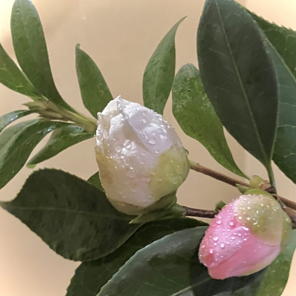 tea tearoom teaceremony 奈良 茶道 体験 nara 三五夜 さんごや 三五屋 茶会 茶室 隠れ家 にじり口 炭 風炉 掛軸 茶道具 JR奈良駅 駅前 月釜 徒歩圏内 奈良県 奈良市 三網田 濃茶 薄茶 続き薄 茶道具 茶道具販売 8月 葉月 八月 広間 夏 観光 奈良新名所 奈良県 伝統文化 日本文化 少人数制 小寄せ ゆったり 濃茶 薄茶 各服点て 上生菓子 干菓子 JR奈良駅 駅前 牧田旬加 出張料理人 出張料理 京料理 割烹 カウンター 懐石料理 膳 椀物 一献 料理教室 素麺 そうめん 三輪そうめん 三輪素麺 にゅうめん 柿の葉寿司 寿司 奈良名産 名産品 奈良土産 食材 地元 月釜 茶会 小寄せ茶会 小間 にじり口 本格的 茶道 茶の湯 茶事 茶道具 薄茶器 奈良道具 練香 和菓子 上生菓子 パンプキンプリン 限定カフェ 隠れ家カフェ 予約制 カウンター席 カウンター パン 抹茶 奈良 なら nara 三五夜 三五屋 さんごや sangoya 隠れ家 サロン 茶の湯 茶道 煎茶道 煎茶道体験 煎茶道教室 教室 和の稽古 お稽古 習い事 茶会 月釜 濃茶 各服点て 薄茶 上生菓子 干菓子 和菓子 ほっこり のんびり 奈良の秘密スポット JR奈良 奈良駅 旧奈良駅駅舎 駅前 駅近 徒歩2分 徒歩圏内 古民家 古民家リノベーション 改装 和室 大正レトロ レトロモダン 料亭 茶室 にじり口 小間 広間 座敷 茶事 表千家茶道 表千家茶道教室 古典 奈良市三条町 伝統 茶道具 アフターコロナ 感染予防対策 ワクチン接種済 ワクチン接種証明 香会 雅楽 日本舞踊 個別レッスン 初心者歓迎 堂後茶道教室 堂後宗邑 ならまち 奈良町 表千家 表千家茶道教室 月釜 茶会 小寄せ茶会 小間 にじり口 本格的 茶道 茶の湯 茶事 正午の茶事 茶事教室 寄付き 出会い 蹲踞 蹲 炭点前 初炭 点前 盆香合 タイ王室 羅国 香木 五味六国 沈香 高台寺蒔絵 炉縁 抱清棚 八寸 千鳥 千鳥の盃 懐石料理 本懐石 盃事 大講堂釜 炉 名残 にじり口 牧田旬加 料理人 和食 出張料理 間借り 割烹 台所方 包丁方 料理方 初釜 雑煮 白味噌雑煮 料亭 美味しい 正月 初詣 奈良の正月 夜咄 二月 冬の茶事 いけばな 生け花 華道 華道教室 いけばな教室 生け花教室 山村御流 円照寺 雲龍梅 ウンリュウバイ 三光松 サンコウマツ レッドウィロー 椿 ツバキ つばき 雪月花 五葉松 ゴヨウマツ 千両 千両 梅ズワエ ずわい 梅 仏手柑 柿 隼人瓜 ハヤトウリ 吉祥草 キッショウソウ 苫朴 生駒敦 生駒瓢 華道家 アーティスト フラワーワレンジメント フラワーアーティスト 正月 新春 初釜 雑煮 お雑煮 白味噌 初詣 春日大社 東大寺 奈良の神社 奈良の寺 令和八年 2026年 午年 三幅対 床の間 日本家屋 和室 正月の設え 正月花 いけばな 華道 いけばな教室 丙午 吉兆笹 十日戎 五日戎 日本家屋 和室 待合
椿餅 鹿 赤膚焼 山里棚 表千家 千利休 大坂城 山里曲輪 豊臣秀吉 豊臣兄弟 唐津焼 朝鮮唐津 水指 犬山焼 蓋置 赤絵 天啓赤絵 中次 輪島塗 棗 茶器 柄杓 薬師寺 青龍 白虎 橋本凝胤 山本静山 円照寺 短冊 和歌 歌会始 音 昭和56年 1981年 椿 白玉 西王母